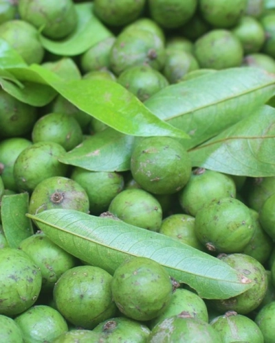  Quả sấu tươi ( 500g )