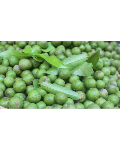  Quả sấu tươi ( 500g )