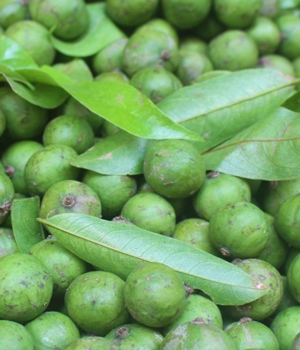  Quả sấu tươi ( 500g )